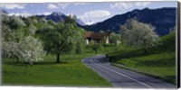 Switzerland, Luzern, trees, road Fine Art Print