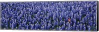 Bluebonnet flowers in a field, Hill county, Texas, USA Fine Art Print