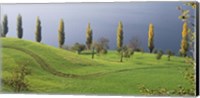 Switzerland, Lake Zug, View of a row of Poplar Trees Fine Art Print