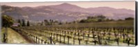 Vineyard on a landscape, Asti, California, USA Fine Art Print