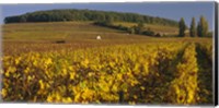 Vineyard on a landscape, Bourgogne, France Fine Art Print