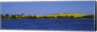 Lake in front of a rape field, Holstein, Schleswig-Holstein, Germany Fine Art Print