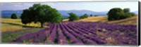 Flowers In Field, Lavender Field, La Drome Provence, France Fine Art Print