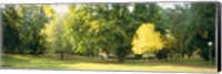 Trees in a park, Wiesbaden, Rhine River, Germany Fine Art Print