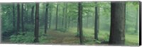 Chestnut Ridge Park, Orchard Park, New York State Fine Art Print