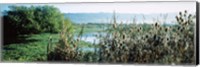 Plants in a marsh, Arcata Marsh, Arcata, Humboldt County, California, USA Fine Art Print