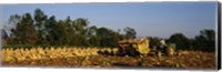 Two people harvesting tobacco, Winchester, Kentucky, USA Fine Art Print