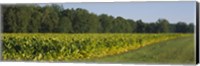 Crop of tobacco in a field, Winchester, Kentucky, USA Fine Art Print