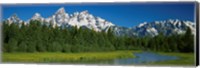 Trees along a river, Near Schwabachers Landing, Grand Teton National Park, Wyoming Fine Art Print