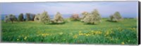 Peartrees Fields Aargau Switzerland Fine Art Print