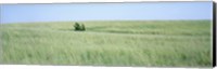 Grass on a field, Prairie Grass, Iowa, USA Fine Art Print