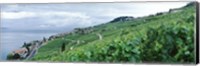 Vineyard on a hillside in front of a lake, Lake Geneva, Rivaz, Vaud, Switzerland Fine Art Print