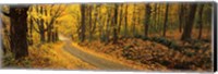 Fall woods Monadnock NH USA Fine Art Print