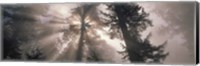 Trees Redwood National Park, California, USA Fine Art Print