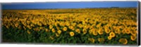 Field of Sunflowers ND USA Fine Art Print