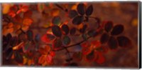 Autumn leaves, Colorado, USA Fine Art Print