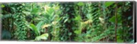 Vegetation Seychelles Fine Art Print