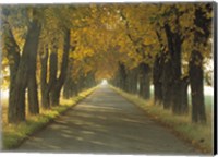 Road w/Autumn Trees Sweden Fine Art Print