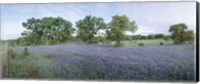 Field of Bluebonnet flowers, Texas, USA Fine Art Print