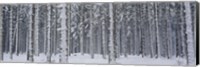 Snow covered trees in a forest, Austria Fine Art Print