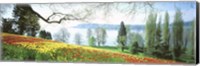 Lake Constance, Insel Mainau, Germany Fine Art Print