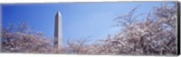 Washington Monument behind cherry blossom trees, Washington DC, USA Fine Art Print
