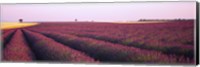 Lavender crop on a landscape, France Fine Art Print