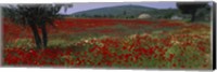 Red poppies in a field, Turkey Fine Art Print
