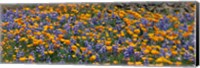 California Golden Poppies (Eschscholzia californica) and Bush Lupines (Lupinus albifrons), Table Mountain, California, USA Fine Art Print