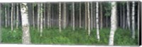 Birch Forest, Punkaharju, Finland Fine Art Print