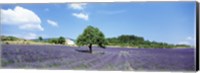 Lavender Field Provence France Fine Art Print