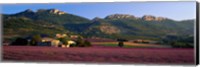 Lavender Fields And Farms, High Provence, La Drome, France Fine Art Print