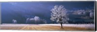 Trees With Frost, Franstanz, Tyrol, Austria Fine Art Print