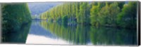 Poplar Trees On River Aare, Near Canton Aargau, Switzerland Fine Art Print