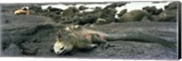 Marine Iguana Galapagos Islands Fine Art Print
