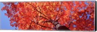 Low Angle View Of A Maple Tree, Acadia National Park, Mount Desert Island, Maine, USA Fine Art Print