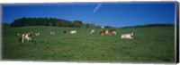 Herd of cows grazing in a field, St. Peter, Black Forest, Germany Fine Art Print
