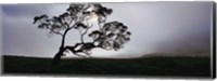 Silhouette Of A Koa Tree, Mauna Kea, Kamuela, Big Island, Hawaii, USA Fine Art Print