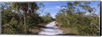 Dirt road passing through a forest, Indigo Trail, J.N. Ding Darling National Wildlife Refuge, Sanibel Island, Florida, USA Fine Art Print