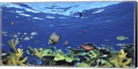 School of fish swimming in the sea, Digital Composite Fine Art Print
