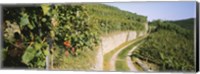 Gravel road passing through vineyards, Vaihingen An Der Enz, Baden-Wurttemberg, Germany Fine Art Print