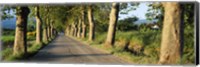 Trees along a road, Vaucluse, Provence, France Fine Art Print