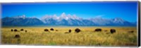 Field of Bison with mountains in background, Grand Teton National Park, Wyoming, USA Fine Art Print