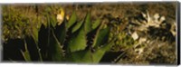 Close-up of an aloe vera plant, Baja California, Mexico Fine Art Print