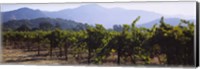 Grape vines in a vineyard, Napa Valley, Napa County, California, USA Fine Art Print