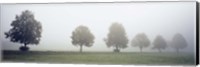 Fog covered trees in a field, Baden-Wurttemberg, Germany (black and white) Fine Art Print