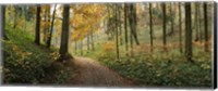 Road passing through a forest, Baden-Wurttemberg, Germany Fine Art Print