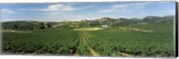 High angle view of a vineyard, Carneros District, Napa Valley, Napa County, California Fine Art Print