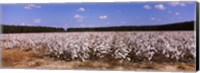 Cotton crops in a field, Georgia, USA Fine Art Print