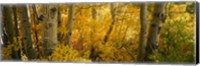 Aspen trees in a forest, Californian Sierra Nevada, California, USA Fine Art Print